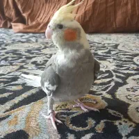 عروس هلندی نرو ماده