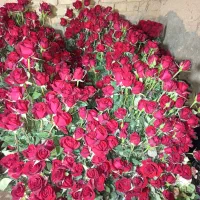 گل رز|گل و گیاه طبیعی|خمین, |دیوار