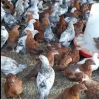 جوجه ایلاتی