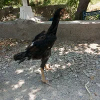 دو عدد جوجه لاری نژاد دار
