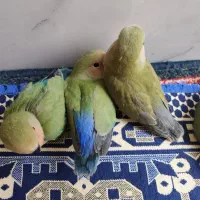 کوتوله برزیلی جوجه