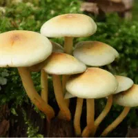 فروش عمده میوه قارچ