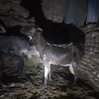 بز و میش