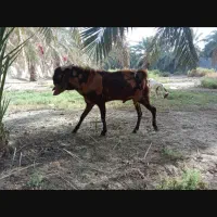 پاچن فروشی کامورای