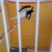 فنچ وتقویت مچ فروشی