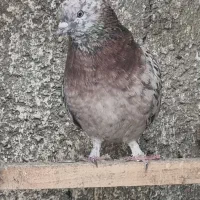 نر سرور