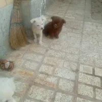 فروش توله نژاد دار