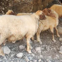 گوسفند داشتی