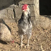 تخم مرغ نطفه دار گلین