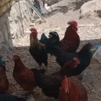 خروس محلی