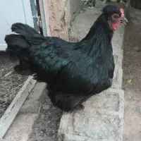مرغ وخروس