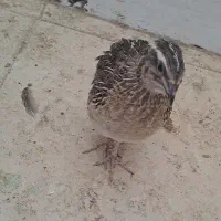 بلدرچین ۳۷ روزه