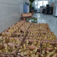 جوجه یک روزه گوشتی