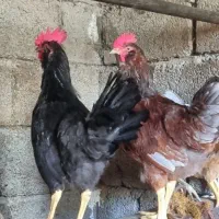 نیمچه خروس گلین لری