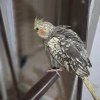 عروس علندی