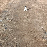 سگ پاکوتاه