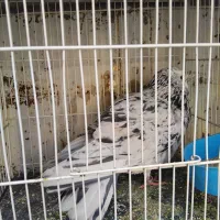 کفتر نر|پرنده|سبزوار, قصبه اب یمین|دیوار