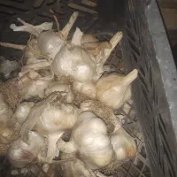 سیر سفید خشک