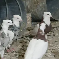 کبوتر رنگه