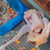 مرغ تخم گذار دونه 130حراج