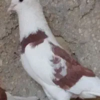 کبوتر نیم طوقی