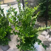 گل یاس هلندی