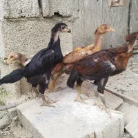 جوجه لاری