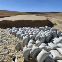 کاه گندم