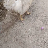 نر خروس