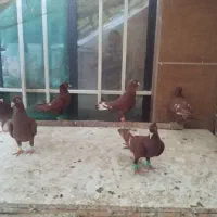کبوتر سرخ