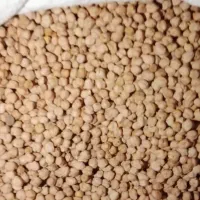 نخود آبگوشتی