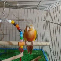 طوطی گرینچیک دبل رد