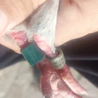 کبوتر نر
