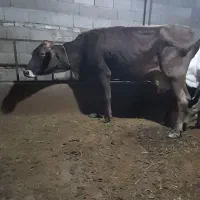 حیوانات مزرعه