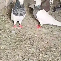 کبوو|پرنده|سراوان, |دیوار
