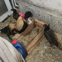 مرغ خروس