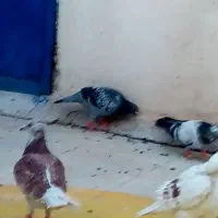 گمشده