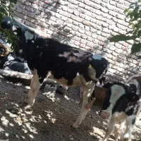 گوساله