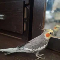 عروس هلندی