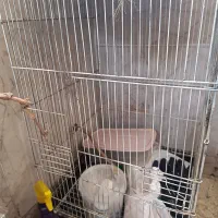 قفس کاسکویی بزرگ لانه کوتوله چوب روس