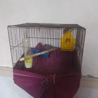 فنچ|پرنده|گهواره, |دیوار