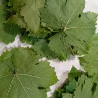 برگ انگور واس آشپزی