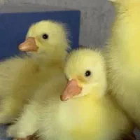 جوجه غاز ده  روزه