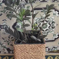 باکس گلدان چوبی وزیبا