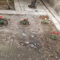 استخدام خانم آشپز وخانه دار