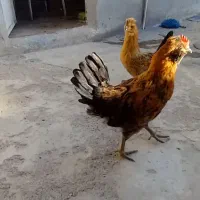 جوجه سالم