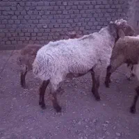بره نر فروشی