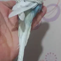 یک جفت مرغ عشق انگلیسی