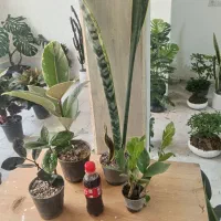 پک گل 5 تایی بها 500 ارسال رایگان