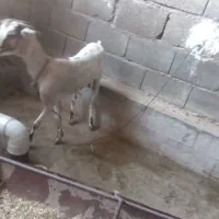 بز جزیره ای جوان